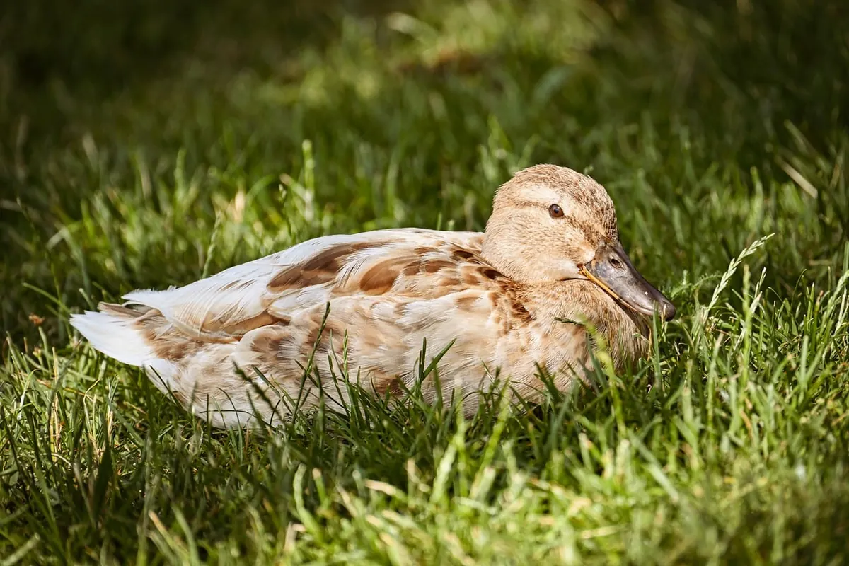 How to Create a Wildlife Pond for Birds: A Step-by-Step Guide