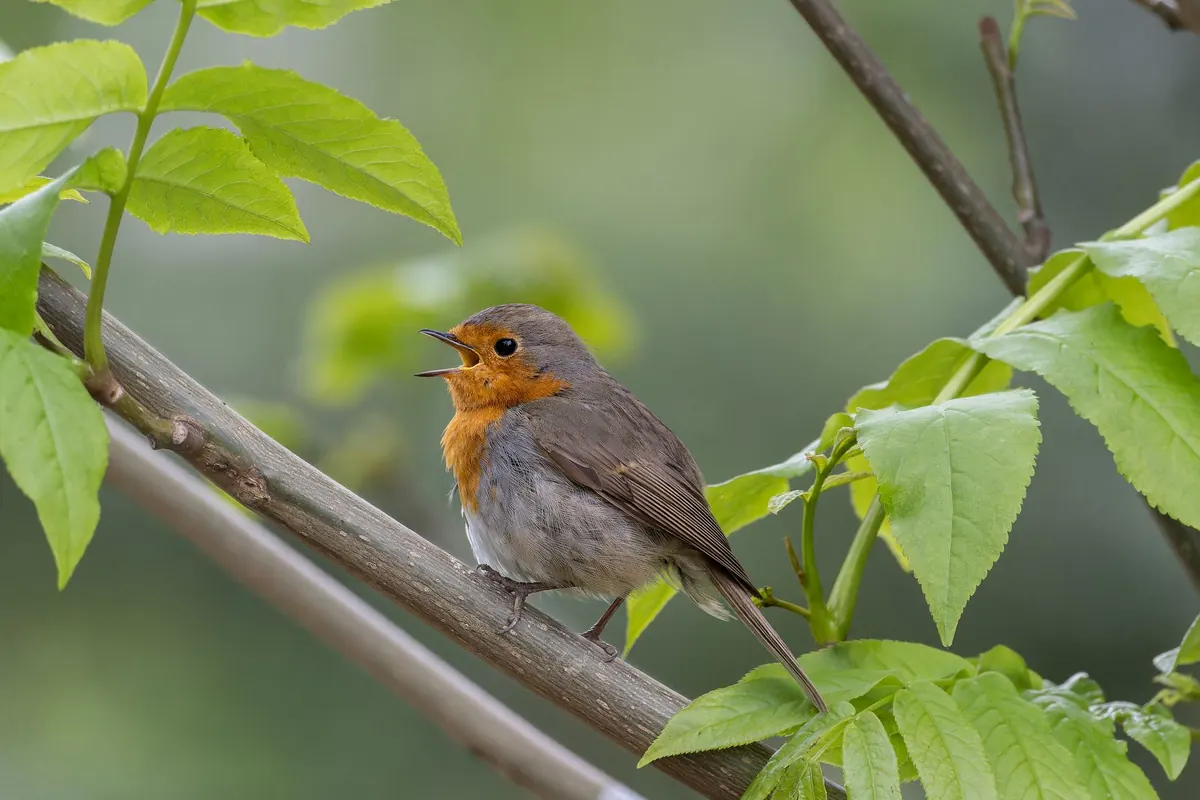 How to Identify Common UK Garden Birds by Sound: A Month-by-Month Audio Guide