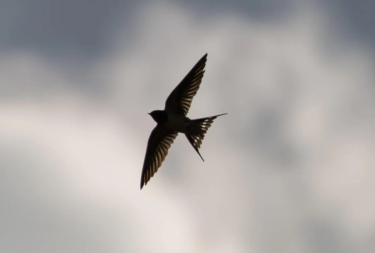 Swift, Swallow or Martin? A Quick Comparison for Confused Skywatchers