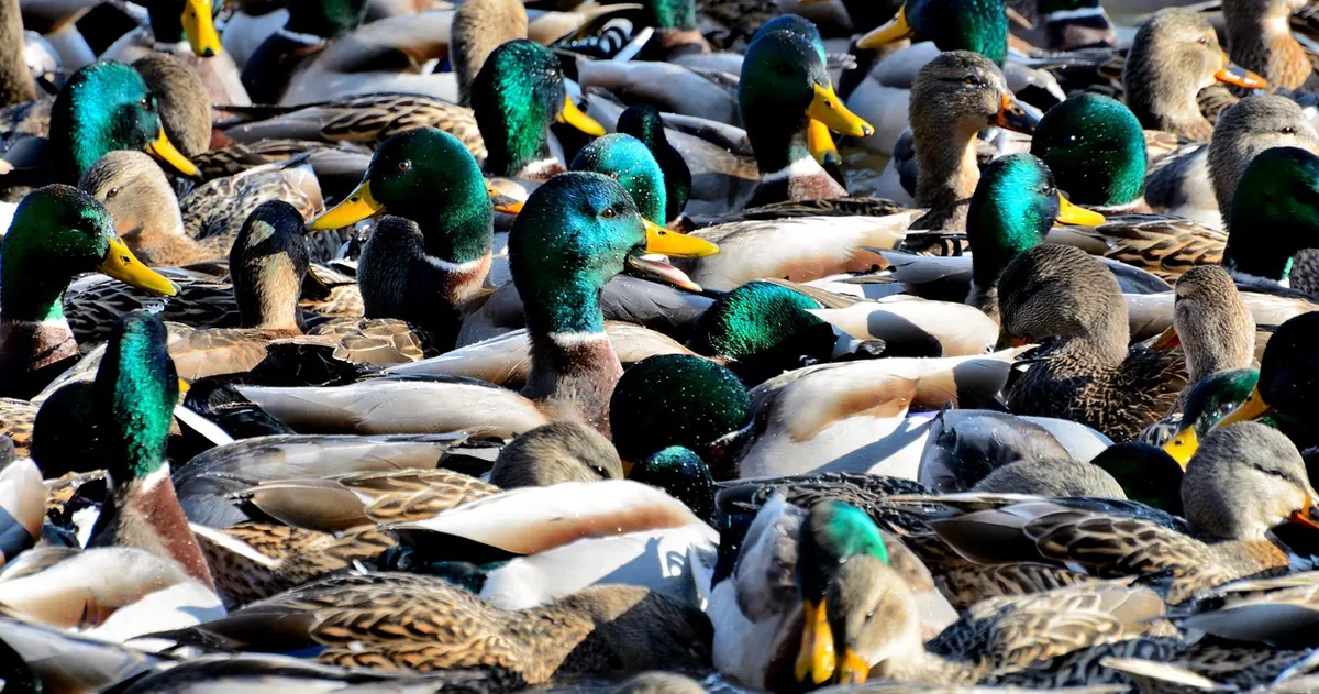 The UK Winter Wetland Bird Checklist: 20 Species to Look For