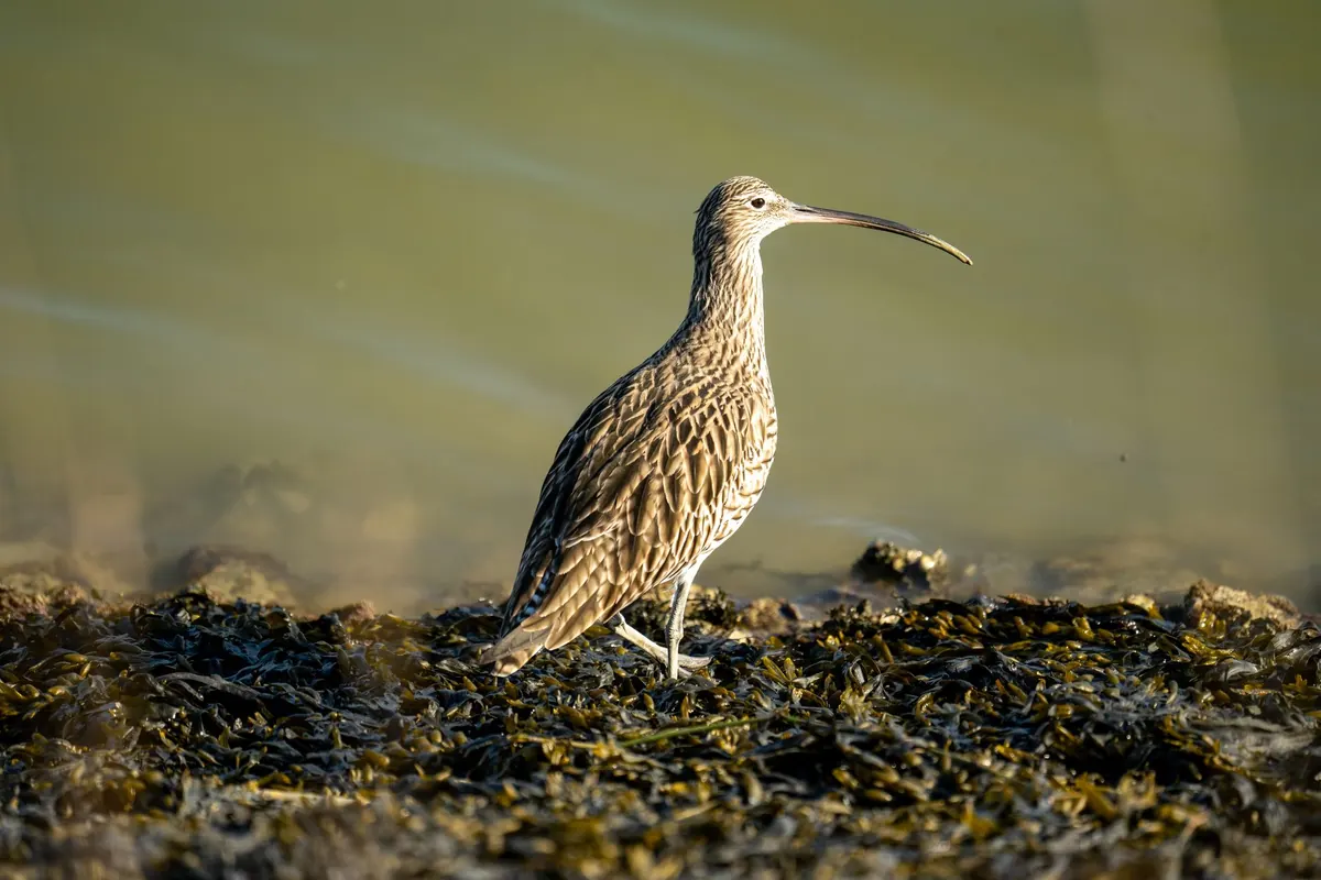 Understanding the UK Red List for Birds: What the Latest Assessment Means for Your Local Patch